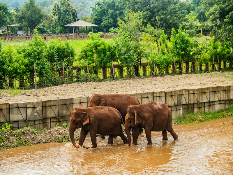 Elephant Rescue Park